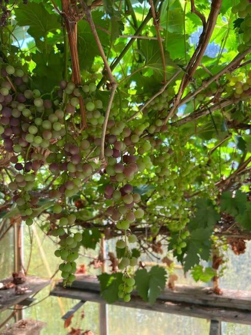 Kvarteretskatan! Ystad Ngoại thất bức ảnh