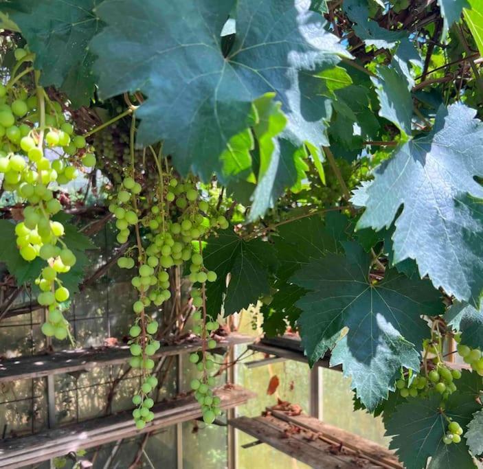 Kvarteretskatan! Ystad Ngoại thất bức ảnh